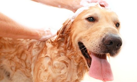 One Deshedding Treatment for a Small, Medium, or Large Dog at Fluff Bar (Up to 47% Off)