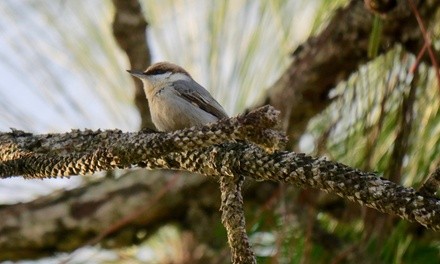 $175 for Half-Day Private Birding Tour from Archaeopteryx Birding and Nature Tours ($275 Value)