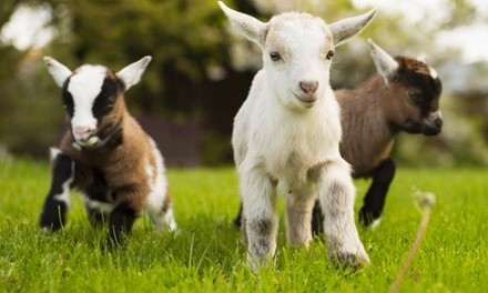 Admission to Friendly Farm Animals for One, Two, or Four from Green Meadows Farm, Through May 31 (Up to 29% Off)