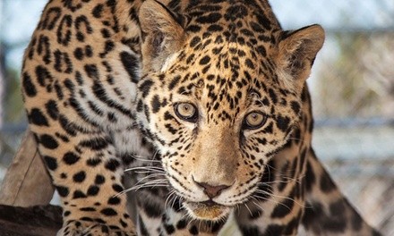 Admission for Two, Four, or Six to Animal Ark Wildlife Sanctuary (Up to 50% Off)