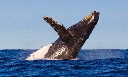 3-Hour Whale-Watching Trip for One, Two, or Four Adults or One Child from Miss Belmar Princess (Up to 37% Off)