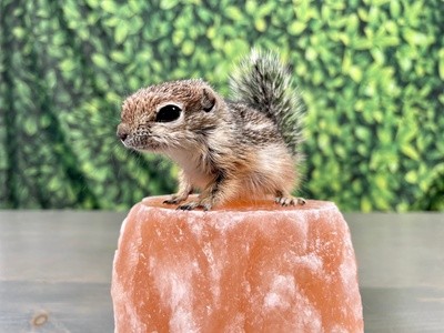 Up to 42% Off on Zoo - Petting at Uhh Animals