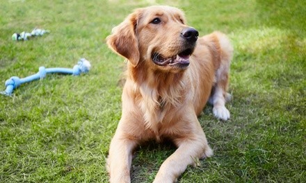 Up to 55% Off at Deluxe Beauty Forever Pets