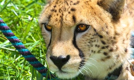 Admission to Cheetah Photo Group Encounter with Optional Two Prints at Wildlife Safari (Up to 50% Off)