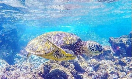 Tours from Sea Quest Hawaii (Up to 30% Off). Four Options Available.
