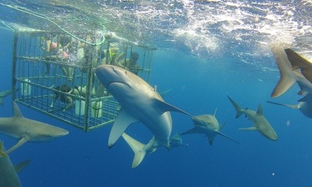 Two-Hour Shark Cage-Dive Tour for One, Two, or Four People from North Shore Shark Adventures (Up to 30% Off)