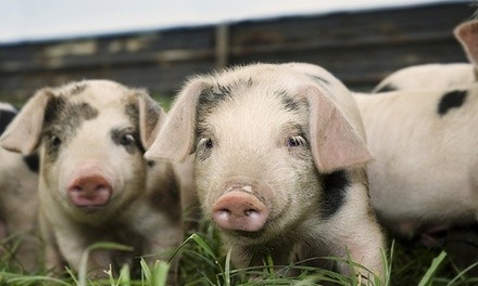 Admission Including One Drink per Person for One, Two, or Four People to Where Pigs Fly Camp (Up to 62% Off)