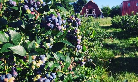 Blueberry Picking for Up to Four or Eight People at Farmer Dave's (Up to 45% Off)