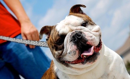 $25 for $50 Worth of Services — Pitty Paws Rescue 