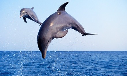 Book Now: $25.50 for Two-Hour Dolphin and Bird-Watching Tour for One at The Starlight Fleet ($32 Value)