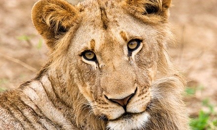 One or Two Adult or Children's Tickets to Wildlife Safari (Up to 45% Off)  