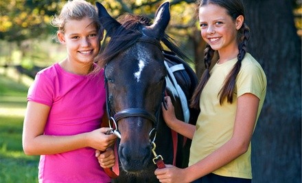 Up to 35% Off on Horse Back Riding - Training at AK performance and training horses