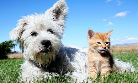 Pet Medications, Treats, and Supplies at Peticub Pet Pharmacy (50% Off). Two Options Available.