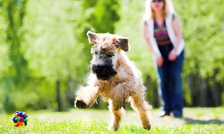 One or Three Park n' Play Sessions (3–4 Hours) w/Pick-Up and Drop-Off from I Cause Happy Paws (Up to 56% Off)