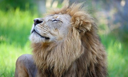 Zoo Admission for Adult or Child, or Dragon Forest Admission at San Antonio Zoo (Up to 20% Off)