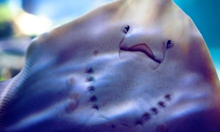 Up to 35% Off on Aquarium Visit ​at Seaquest Interactive Aquarium - Lynchburg, V