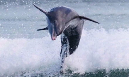 $375 for Two-Hour Eco-Dolphin Tour for Up to Six People at Sweet Sunsets & Dolphin Tours ($475 Value)