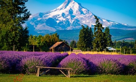 Lavender Picking for One or a Family at Lavender Valley (Up to 18% Off). Four Options Available.