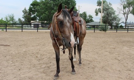 Up to 45% Off on Horse Back Riding - Recreational at Hope Farms