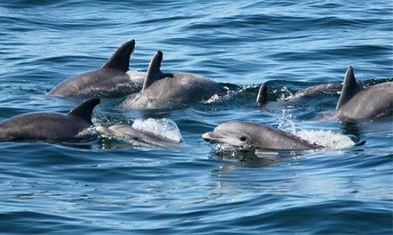 $25.50 for Two-Hour Sunset Dolphin Cruise from Cape May Whale Watch & Research Center ($37 Value)