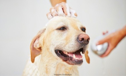 Up to 50% Off on Pet - Grooming / Salon at Wet Dog Dog Wash LLC