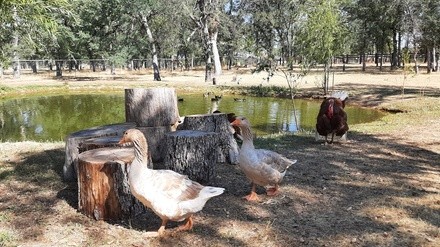 Up to 58% Off on Zoo - Petting at Roughout Ranch Foundation Inc.