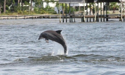 Dolphin Cruise for One, Two, or Four from Blue Dolphin Cruises (Up to 8% Off)