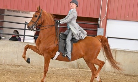 $149 for Four 30-Minute English Horseback-Riding Lessons at Caitlin Carmody Stables ($300 Value)