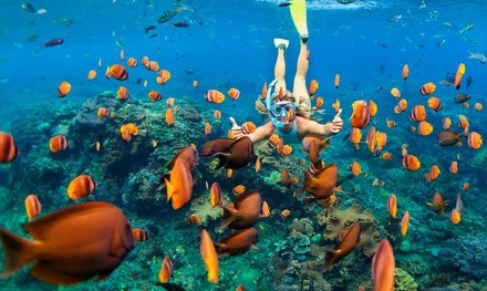 Kealakekua Bay Captain Cook Snorkel Adventure for One, Two, or Four from Aloha Dolphin Tours (Up to 34% Off) 