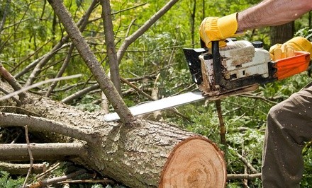 $150 Off $300 Worth of Tree Trimming