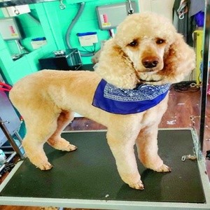 $25 For $50 Toward Dog Grooming