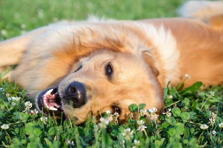 Up to 40% Off on Pet Waste Removal at Super Scoopers