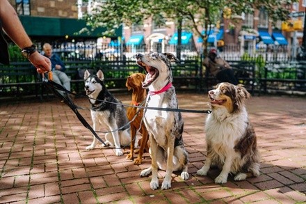 Up to 40% Off on Pet Sitter / Dog Walker at WagWalks