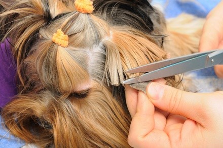 Up to 26% Off on Pet Grooming at Farm dog grooming