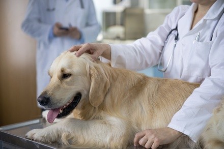 Up to 49% Off on Pet Exam at Seven Oaks Pet Hospital