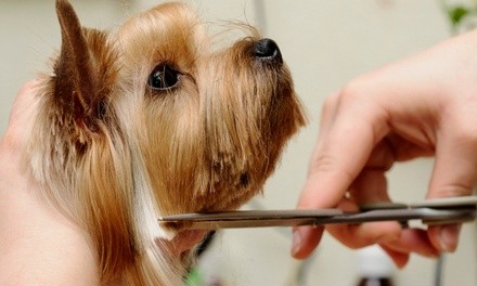 Bakery Goods and Grooming Services at Pupcake Grooming & Dog Bakery (Up to 50% Off)