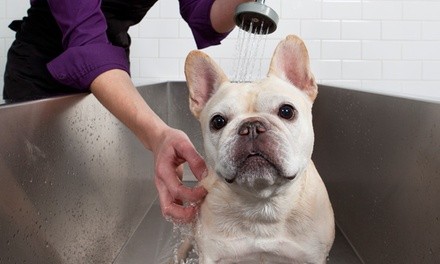 Up to 34% Off on Pet Grooming at Extra Care Animal Hospital