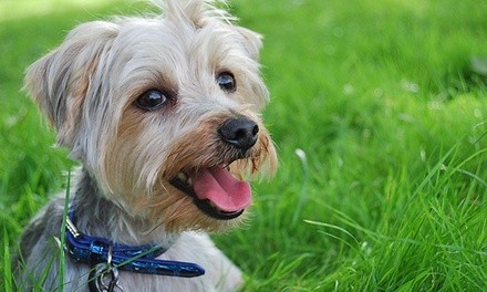Dog Daycare or Dog Hotel Stay at The Woof Room (Up to 66% Off). Five Options Available. 