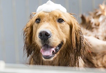 Pet Grooming at FurBabies Resort and Spa (Up to 37% Off). Four Options Available.