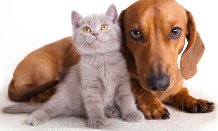$25 for One Pet Exam for Dog or Cat at Dignity Veterinary Hospital ($45 Value)