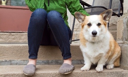 Pet Boarding or Vet Services at The Dog & Cat Clinic and Laser Center (Up to 47% Off). Four Options Available.