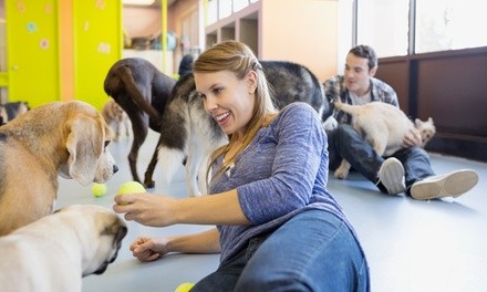 One or Three Days of Doggy Daycare at Puppingham Palace (Up to 42% Off) 