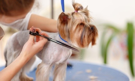 Up to 52% Off on Pet - Grooming / Salon at Pretty Paws Pet Grooming