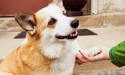 Microchip Implant and a Nail Trim for One or Two Pets at Spay & Neuter Center of Southern Nevada (Up to 54% Off)