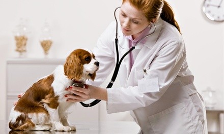 $59 for Dog Exam Package with Heartworm and Preventive Tests at Sunnyvale Veterinary Clinic ($135 Value)