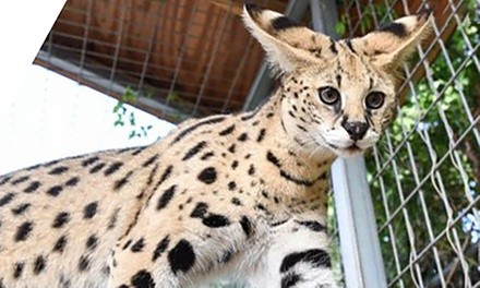 5-Minute Serval Encounter for One Adult or Child at Zoological Wildlife Foundation (Up to 25% Off)