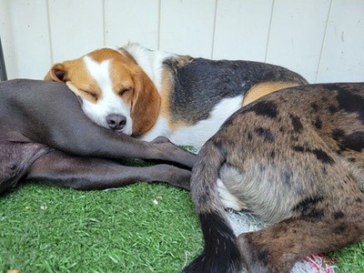 Up to 54% Off on Pet - Daycare at Dawg House Daycare and Boarding