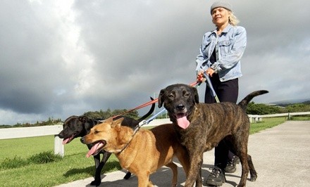 Three Dog Walks from Dani's Services (44% Off)