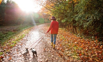 One or Three Dog Walks and Visits from PBG Pet Care (Up to 57% Off)