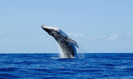 Whale-Watching Trip for One or Two Adults from 7 Seas Whale Watch (Up to 40% Off)